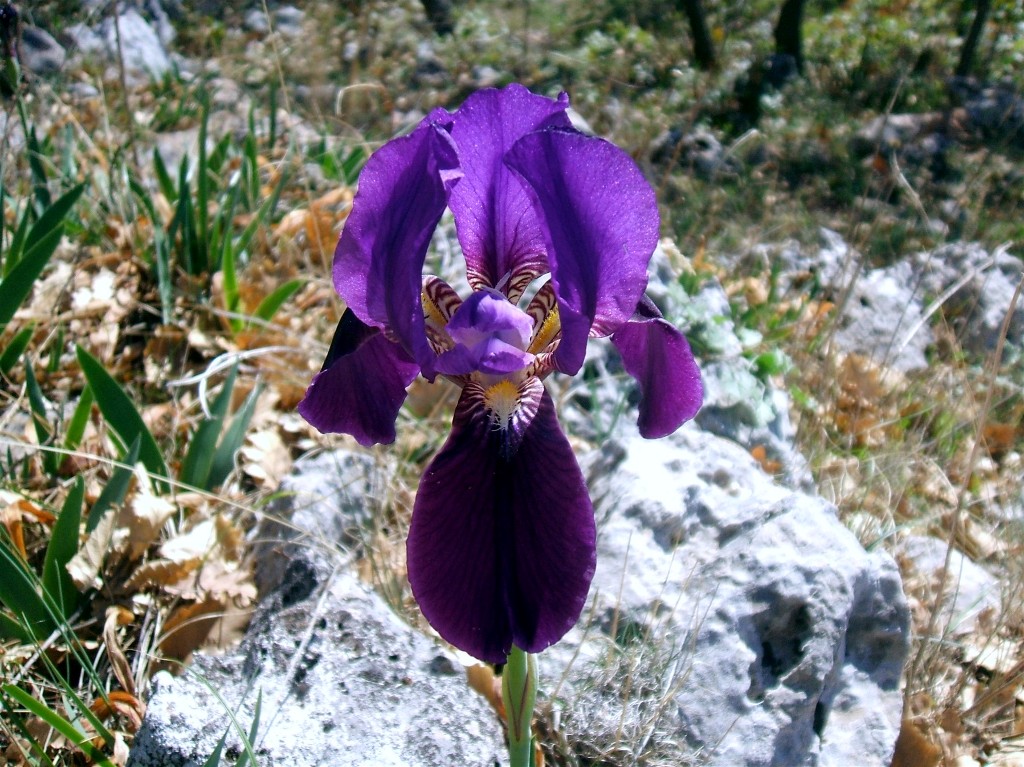 Iris da determinare